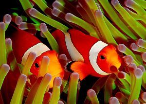 27-02-17-cute-clownfish17551