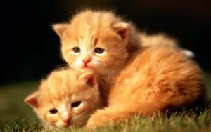 27-02-17-cute-little-cats15541