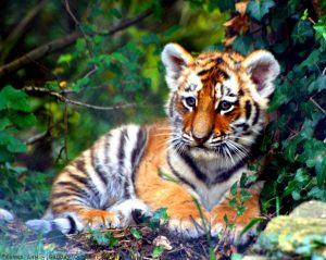 27-02-17-cute-little-tiger15878