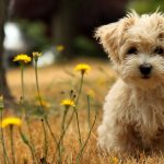 27-02-17-cute-maltese-dog15028