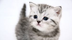 27-02-17-cute-mew-mew-cat17748