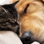 27-02-17-dog-cat-sleep-cuddle10516