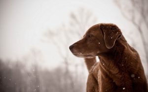 27-02-17-dog-friend-look-winter-snowflakes10148