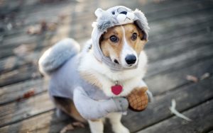27-02-17-dog-funny-outfit17883