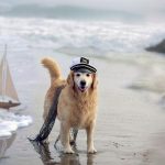 27-02-17-dog-sea-ship-beach14790