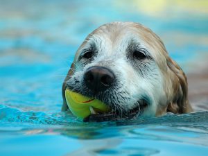 27-02-17-dog-swimming13777