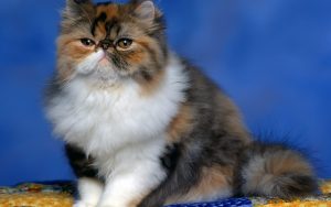 27-02-17-fluffy-persian-cat17246