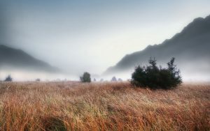 27-02-17-foggy-grass-landscape14973