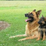 27-02-17-german-shepherd-dogs15990