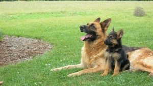 27-02-17-german-shepherd-dogs15990