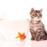 27-02-17-goldfish-and-cat14306