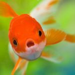 27-02-17-goldfish-pictures17101