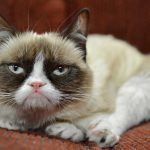 27-02-17-grumpy-cat18128