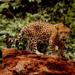 27-02-17-jaguar-the-big-cat14296