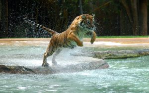 27-02-17-jumping-tiger13895