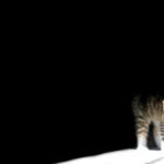 27-02-17-lonely-cat-wallpaper12141