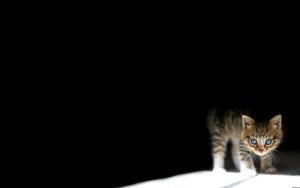 27-02-17-lonely-cat-wallpaper12141