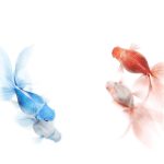 27-02-17-red-blue-goldfish13901