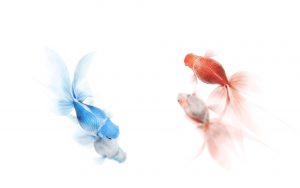 27-02-17-red-blue-goldfish13901