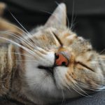 27-02-17-sleeping-cat12448