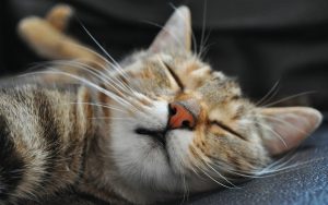 27-02-17-sleeping-cat12448