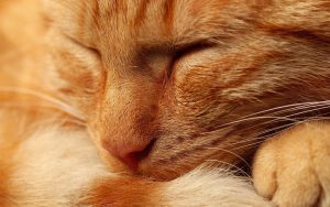 27-02-17-sleeping-red-cat12013