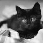 27-02-17-small-black-cat6223