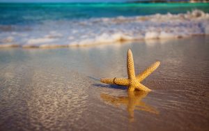 27-02-17-starfish-beach-sand18467