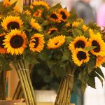 27-02-17-sunflowers-bouquets-flowers11561