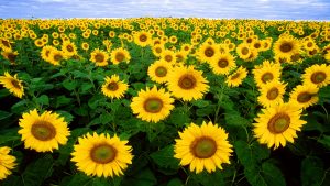 27-02-17-sunflowers-field-wallpaper17225
