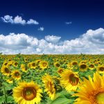 27-02-17-sunflowers-field18370