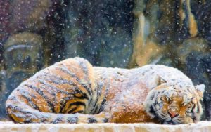 27-02-17-tiger-snowing-art17043