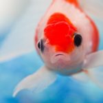 27-02-17-underwater-goldfish10153