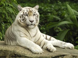 27-02-17-white-tiger9528