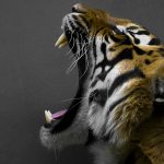 27-02-17-yawning-tiger13607