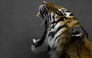 27-02-17-yawning-tiger13607