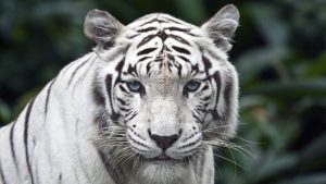 28-02-17-amazing-white-tiger10653