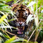 28-02-17-angry-tiger-in-bush10732