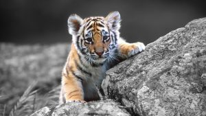 28-02-17-baby-tiger-wallpapers2440