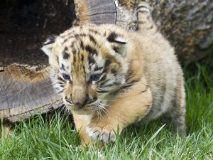 28-02-17-baby-tiger-wallpapers2451