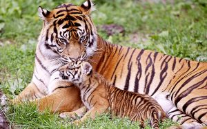 28-02-17-baby-tiger-wallpapers9522