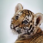 28-02-17-baby-tiger9523