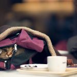 28-02-17-bag-cat-asian-girl-photo15458