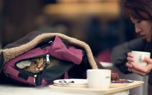 28-02-17-bag-cat-asian-girl-photo15458