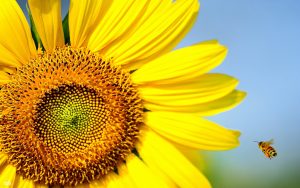 28-02-17-bee-sunflower17117