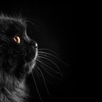 28-02-17-black-cat-wallpaper9581