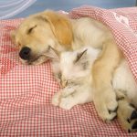 28-02-17-cat-dog-sleeping14467