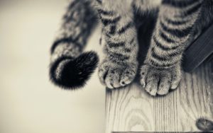 28-02-17-cat-paws-115098