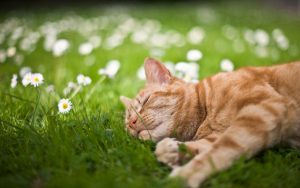 28-02-17-cat-sleep-in-grass15182