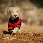 28-02-17-clothed-cute-dog13280